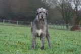 IRISH WOLFHOUND 237